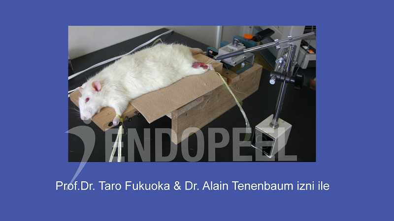 Japonya'da Endopeel Çalışması için İsviçre Sıçanı